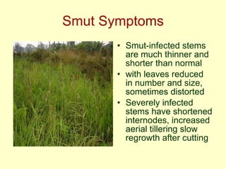 Napier grass stunt and head smut diagnostics