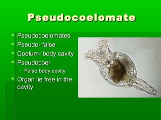 PseudocoelomatePseudocoelomate
 PseudocoelomatesPseudocoelomates
 Pseudo- falsePseudo- false
 Coelum- body cavityCoelum- body cavity
 PseudocoelPseudocoel
 False body cavityFalse body cavity
 Organ lie free in theOrgan lie free in the
cavitycavity
 