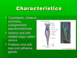 CharacteristicsCharacteristics
 Triploblastic, bilateralTriploblastic, bilateral
symmetry,symmetry,
unsegmented,unsegmented,
pseudocoelomatepseudocoelomate
 Anterior end withAnterior end with
ciliated organ calledciliated organ called
coronacorona
 Posterior end withPosterior end with
toes and adhesivetoes and adhesive
glandsglands
 