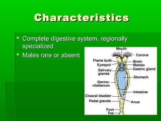 CharacteristicsCharacteristics
 Complete digestive system, regionallyComplete digestive system, regionally
specializedspecialized
 Males rare or absentMales rare or absent
 