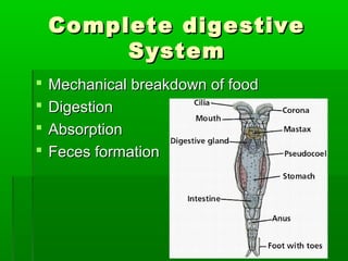 Complete digestiveComplete digestive
SystemSystem
 Mechanical breakdown of foodMechanical breakdown of food
 DigestionDigestion
 AbsorptionAbsorption
 Feces formationFeces formation
 