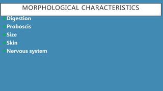MORPHOLOGICAL CHARACTERISTICS
Digestion
Proboscis
Size
Skin
Nervous system
 