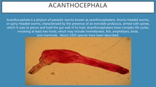 ACANTHOCEPHALA
Acanthocephala is a phylum of parasitic worms known as acanthocephalans, thorny-headed worms,
or spiny-headed worms, characterized by the presence of an eversible proboscis, armed with spines,
which it uses to pierce and hold the gut wall of its host. Acanthocephalans have complex life cycles,
involving at least two hosts, which may include invertebrates, fish, amphibians, birds,
and mammals. About 1420 species have been described.
 