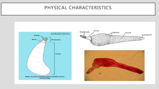 PHYSICAL CHARACTERISTICS
 