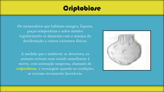 Criptobiose
Os metazoários que habitam musgos, liquens,
poças temporárias e solos úmidos
regularmente se deparam com a ameaça da
desidratação e outros extremos físicos.

A medida que o ambiente se deteriora, os
animais entram num estado semelhante à
morte, com animação suspensa, chamado de
criptobiose, e ressurgem quando as condições
se tornam novamente favoráveis.

 