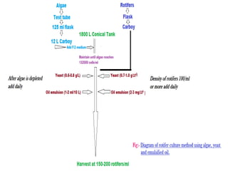 Rotifer culture | PPTX