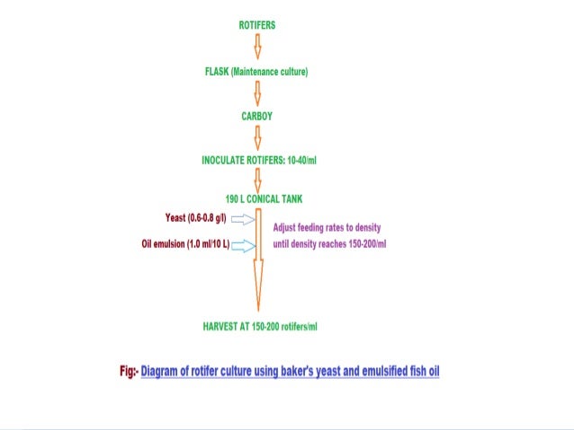 rotifer culture