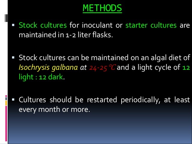 rotifer culture