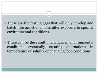 Culture Of Rotifers | PPTX
