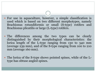 Culture Of Rotifers | PPTX
