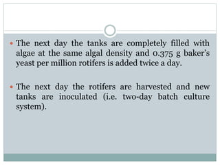 Culture Of Rotifers | PPTX