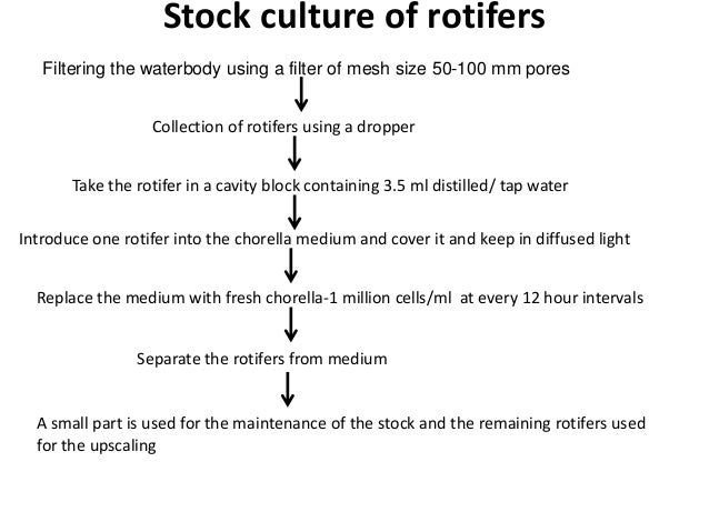 rotifers phylum
