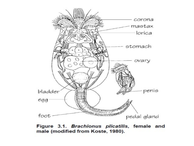 rotifers phylum
