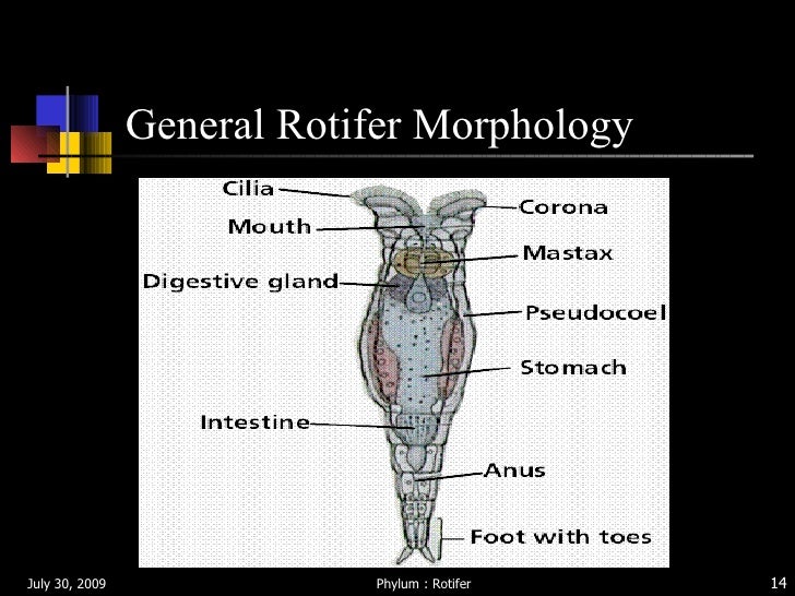rotifers by jiva amoutha