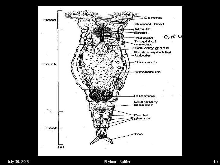 rotifers by jiva amoutha