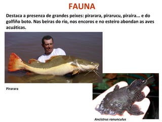 FAUNA
Destaca a presenza de grandes peixes: pirarara, pirarucu, piraira... e do
golfiño boto. Nas beiras do río, nos encoros e no esteiro abondan as aves
acuáticas.

Pirarara

Ancistrus ranunculus

 
