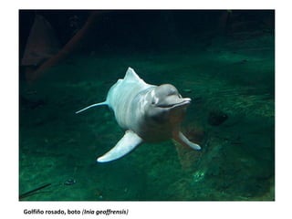 Golfiño rosado, boto (Inia geoffrensis)

 