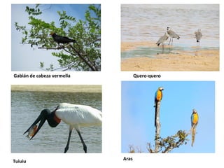 Gabián de cabeza vermella

Tuiuiu

Quero-quero

Aras

 