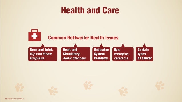common rottweiler eye problems rottweiler common rottweiler eye problems rottweiler