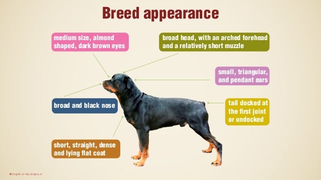 lifespan of rottweiler rottweiler lifespan of rottweiler rottweiler