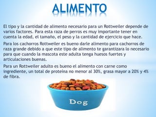 El tipo y la cantidad de alimento necesario para un Rottweiler depende de
varios factores. Para esta raza de perros es muy importante tener en
cuenta la edad, el tamaño, el peso y la cantidad de ejercicio que hace.
Para los cachorros Rottweiler es bueno darle alimento para cachorros de
raza grande debido a que este tipo de alimento te garantizara lo necesario
para que cuando la mascota este adulta tenga huesos fuertes y
articulaciones buenas.
Para un Rottweiler adulto es bueno el alimento con carne como
ingrediente, un total de proteína no menor al 30%, grasa mayor a 20% y 4%
de fibra.
ALIMENTO
 