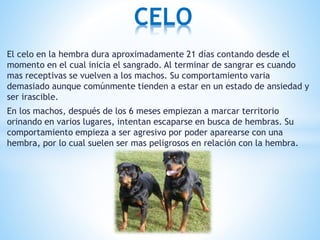 El celo en la hembra dura aproximadamente 21 días contando desde el
momento en el cual inicia el sangrado. Al terminar de sangrar es cuando
mas receptivas se vuelven a los machos. Su comportamiento varia
demasiado aunque comúnmente tienden a estar en un estado de ansiedad y
ser irascible.
En los machos, después de los 6 meses empiezan a marcar territorio
orinando en varios lugares, intentan escaparse en busca de hembras. Su
comportamiento empieza a ser agresivo por poder aparearse con una
hembra, por lo cual suelen ser mas peligrosos en relación con la hembra.
CELO
 