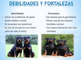Debilidades Fortalezas
- Sufren de problemas de gases - Son buenos perros guardianes
- Suelen babear mucho - Tienen una de las mejores
- En ocasiones son posesivos mordidas caninas
- Es uno de los perros con menor - Con buena educación son muy
años de vida (9 años) cariñosos
DEBILIDADES Y FORTALEZAS
 