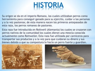 Su origen se da en el imperio Romano, los cuales utilizaban perros como
herramienta para conseguir ganado para su ejercito, cuidar a las personas
y a la vez pastorear, de esta manera nacen los primeros antepasados de
esta raza, los perros romanos de pastoreo.
Esta raza fue introducida en Rottweil (Alemania) los cuales se cruzaron con
perros nativos de la comunidad los cuales dieron una mezcla conocida
actualmente como Rottweiler. Esta raza fue utilizada por carniceros para
transportar sus productos y a la vez para que cuidaran su dinero y sus
bienes debido a que su compostura lo hacia un perro fuerte y guardian.
HISTORIA
 