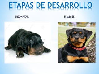 NEONATAL 5 MESES
ETAPAS DE DESARROLLO
 