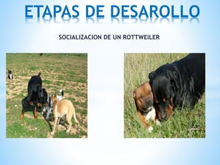 SOCIALIZACION DE UN ROTTWEILER
ETAPAS DE DESAROLLO
 