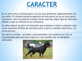 Es un perro muy cariñoso pero a la vez muy protector especialmente con
sus amos. El comportamiento agresivo de este perro se da en muy pocas
ocasiones, solo se presenta cuando siente que hay algun tipo de amenaza
debido a que su instinto es ser protector.
Se debe educar al perro al momento que empieza a tomar cualquier cosa
como amenaza (Visitas de extraños para el perro, sonidos exteriores, ver
otros perros).
Son perros tímidos, sensibles y disciplinados a las ordenes por eso se
recomiendan para personas seguras y que pueden dar la disciplina
adecuada.
CARACTER
 