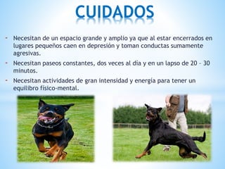 - Necesitan de un espacio grande y amplio ya que al estar encerrados en
lugares pequeños caen en depresión y toman conductas sumamente
agresivas.
- Necesitan paseos constantes, dos veces al día y en un lapso de 20 – 30
minutos.
- Necesitan actividades de gran intensidad y energía para tener un
equilibro físico-mental.
CUIDADOS
 