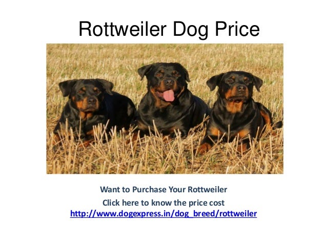 rottweiler dogtime rottweiler breed information dogexpress rottweiler dogtime rottweiler breed information dogexpress