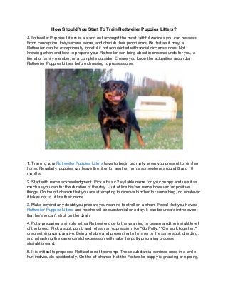 How Should You Start To Train Rottweiler Puppies Litters?
A Rottweiler Puppies Litters is a stand out amongst the most faithful canines you can possess.
From conception, they secure, serve, and cherish their proprietors. Be that as it may, a
Rottweiler can be exceptionally forceful if not acquainted with social circumstances. Not
knowing when and how to prepare your Rottweiler can bring about intense wounds for you, a
friend or family member, or a complete outsider. Ensure you know the actualities around a
Rottweiler Puppies Litters before choosing to possess one:
1. Training your Rottweiler Puppies Litters have to begin promptly when you present to him/her
home. Regularly, puppies can leave the litter for another home somewhere around 8 and 10
months.
2. Start with name acknowledgment. Pick a basic 2-syllable name for your puppy and use it as
much as you can for the duration of the day. Just utilize his/her name however for positive
things. On the off chance that you are attempting to reprove him/her for something, do whatever
it takes not to utilize their name.
3. Make beyond any doubt you prepare your canine to stroll on a chain. Recall that you have a
Rottweiler Puppies Litters and he/she will be substantial one day. It can be unsafe in the event
that he/she can't stroll on the chain.
4. Potty preparing is simple with a Rottweiler due to the yearning to please and the insight level
of the breed. Pick a spot, point, and rehash an expression like "Go Potty," "Go work together,"
or something comparative. Being reliable and presenting to him/her to the same spot, directing,
and rehashing the same careful expression will make the potty preparing process
straightforward.
5. It is critical to prepare a Rottweiler not to chomp. These substantial canines once in a while
hurt individuals accidentally. On the off chance that the Rottweiler puppy is gnawing or nipping,
 