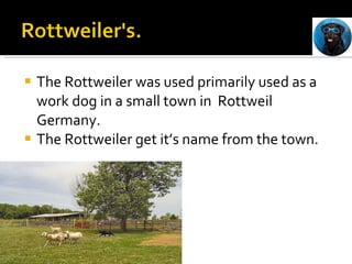 The Rottweiler was used primarily used as a work dog in a small town in  Rottweil Germany.  The Rottweiler get it’s name from the town.  