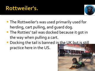 The Rottweiler’s was used primarily used for herding, cart pulling, and guard dog.  The Rotties’ tail was docked because it got in the way when pulling a cart.  Docking the tail is banned in the UK but is still practice here in the US. 