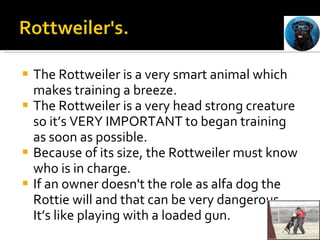 The Rottweiler is a very smart animal which makes training a breeze. The Rottweiler is a very head strong creature so it’s VERY IMPORTANT to began training as soon as possible. Because of its size, the Rottweiler must know who is in charge.  If an owner doesn't the role as alfa dog the Rottie will and that can be very dangerous.  It’s like playing with a loaded gun.  