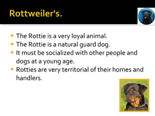 The Rottie is a very loyal animal.  The Rottie is a natural guard dog.  It must be socialized with other people and dogs at a young age. Rotties are very territorial of their homes and handlers. 