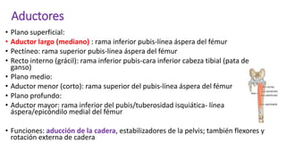 Aductores
• Plano superficial:
• Aductor largo (mediano) : rama inferior pubis-línea áspera del fémur
• Pectíneo: rama superior pubis-línea áspera del fémur
• Recto interno (grácil): rama inferior pubis-cara inferior cabeza tibial (pata de
ganso)
• Plano medio:
• Aductor menor (corto): rama superior del pubis-línea áspera del fémur
• Plano profundo:
• Aductor mayor: rama inferior del pubis/tuberosidad isquiática- línea
áspera/epicóndilo medial del fémur
• Funciones: aducción de la cadera, estabilizadores de la pelvis; también flexores y
rotación externa de cadera
 