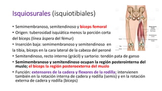 Isquiosurales (isquiotibiales)
• Semimembranoso, semitendinoso y bíceps femoral
• Origen: tuberosidad isquiática menos la porción corta
del bíceps (línea áspera del fémur)
• Inserción baja: semimembranoso y semitendinoso en
la tibia, bíceps en la cara lateral de la cabeza del peroné
• Semitendinoso, recto interno (grácil) y sartorio: tendón pata de ganso
• Semimembranoso y semitendinoso ocupan la región posterointerna del
muslo; el bíceps la región posteroexterna del muslo
• Función: extensores de la cadera y flexores de la rodilla; intervienen
también en la rotación interna de cadera y rodilla (semis) y en la rotación
externa de cadera y rodilla (bíceps)
 