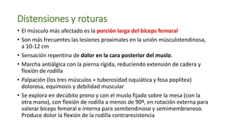 Distensiones y roturas
• El músculo más afectado es la porción larga del bíceps femoral
• Son más frecuentes las lesiones proximales en la unión músculotendinosa,
a 10-12 cm
• Sensación repentina de dolor en la cara posterior del muslo.
• Marcha antiálgica con la pierna rígida, reduciendo extensión de cadera y
flexión de rodilla
• Palpación (los tres músculos + tuberosidad isquiática y fosa poplítea)
dolorosa, equimosis y debilidad muscular
• Se explora en decúbito prono y con el muslo fijado sobre la mesa (con la
otra mano), con flexión de rodilla a menos de 90º, en rotación externa para
valorar bíceps femoral e interna para semitendinoso y semimembranoso.
Produce dolor la flexión de la rodilla contraresistencia
 