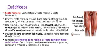 Cuádriceps
• Recto femoral, vasto lateral, vasto medial y vasto
intermedio
• Origen: recto femoral espina ilíaca anteroinferior y región
acetabular, los vastos en extremo proximal del fémur
• Inserción inferior: constituyen el tendón del cuádriceps
común que se inserta en la rótula, la envuelve y constituye
el tendón rotuliano que se inserta en la tuberosidad tibial
• Ocupan la cara anterior del muslo, siendo el recto femoral
el más central
• Función: extensores de la rodilla, el recto también flexor
de la cadera. Contribuyen también a mantener la postura,
adecuar la marcha y estabilizan la rótula
 