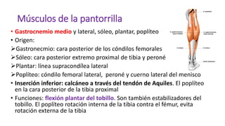 Músculos de la pantorrilla
• Gastrocnemio medio y lateral, sóleo, plantar, poplíteo
• Origen:
Gastronecmio: cara posterior de los cóndilos femorales
Sóleo: cara posterior extremo proximal de tibia y peroné
Plantar: línea supracondílea lateral
Poplíteo: cóndilo femoral lateral, peroné y cuerno lateral del menisco
• Inserción inferior: calcáneo a través del tendón de Aquiles. El poplíteo
en la cara posterior de la tibia proximal
• Funciones: flexión plantar del tobillo. Son también estabilizadores del
tobillo. El poplíteo rotación interna de la tibia contra el fémur, evita
rotación externa de la tibia
 