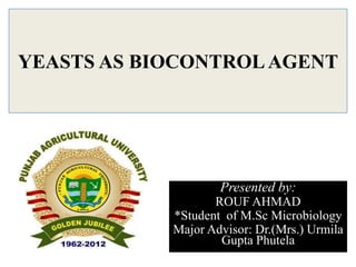 YEASTS AS BIOCONTROLAGENT
Presented by:
ROUF AHMAD
*Student of M.Sc Microbiology
Major Advisor: Dr.(Mrs.) Urmila
Gupta Phutela
 