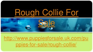 Rough Collie For
Sale
http://www.puppiesforsale.uk.com/pu
ppies-for-sale/rough-collie/
 