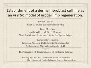 Establishment of a dermal fibroblast cell line as
 an in vitro model of urodel limb regeneration.
                         Project Leader:
                Eden A. Dulka (dulkae@findlay.edu)
                         Team Members:
              Ingrid Godfrey, Mollie E. Burwinkel,
       Marie McKinnon, Matthew Grisnik, & Glynnis Prigge,
                         Principal Investigator:
          Jessica A. Wooten, Ph.D. (wooten@findlay.edu)
               Collaborator: Michael Edelbrock, Ph.D.

       The University of Findlay: Dept. of Biological Sciences

          Funding: Beta Beta Beta Foundation Research Scholarship &
               The University of Findlay, College of Sciences Research Grant
 
