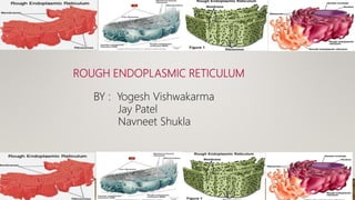 ROUGH ENDOPLASMIC RETICULUM
BY : Yogesh Vishwakarma
Jay Patel
Navneet Shukla
 