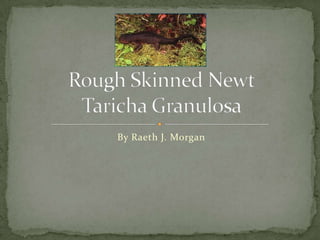 By Raeth J. Morgan Rough Skinned NewtTaricha Granulosa 