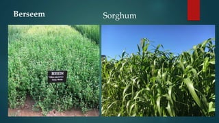 Round-the-year-fodder-production.pptx
