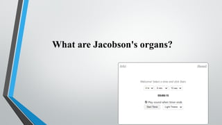 What are Jacobson's organs?
 